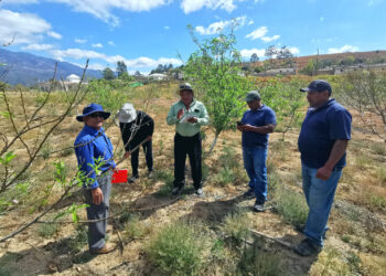 Incrementan conocimientos para proteger cultivos de melocotón