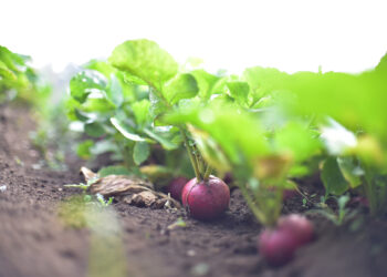 Los efectos del calor en la agricultura