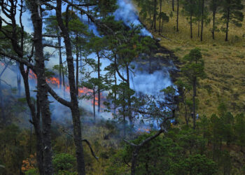 Así podemos evitar los incendios forestales