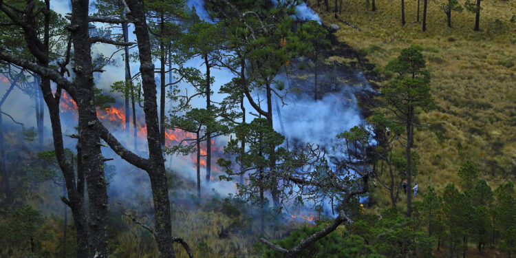 Así podemos evitar los incendios forestales