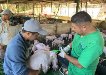 MAGA fortalece los controles sanitarios porcinos