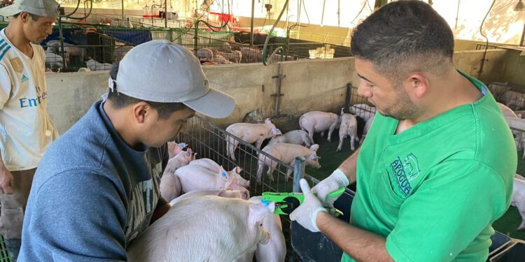 MAGA fortalece los controles sanitarios porcinos