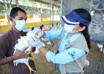 Se refuerza la vigilancia de bioseguridad en aves de Suchitepéquez