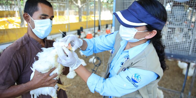 Se refuerza la vigilancia de bioseguridad en aves de Suchitepéquez