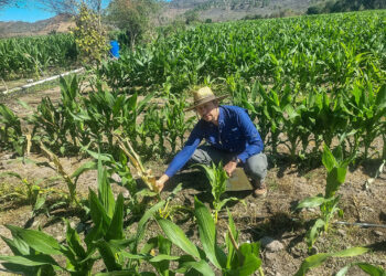 Maíz dulce y plantas ornamentales listas para exportación