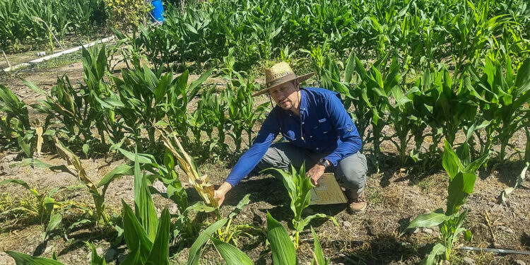 Maíz dulce y plantas ornamentales listas para exportación