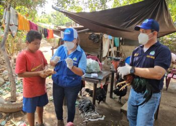 Optimizan vigilancia sanitaria avícola de Suchitepéquez