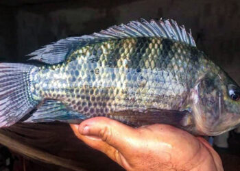 Productores buscan aumentar producción de tilapia