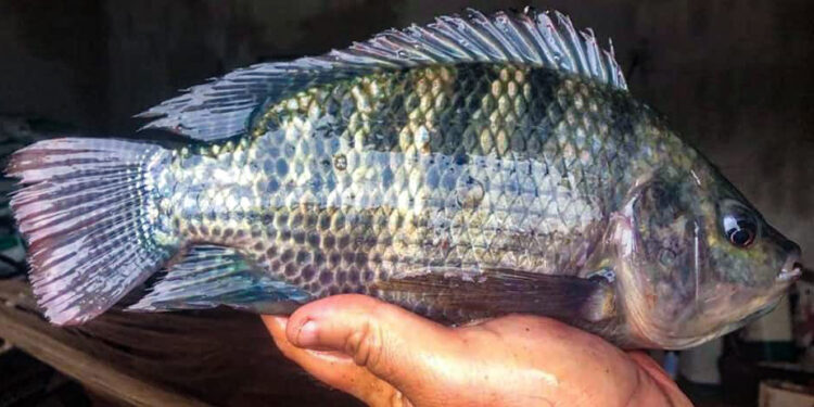 Productores buscan aumentar producción de tilapia