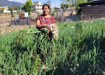 Productores de cebolla reciben semilla híbrida para sus siembras