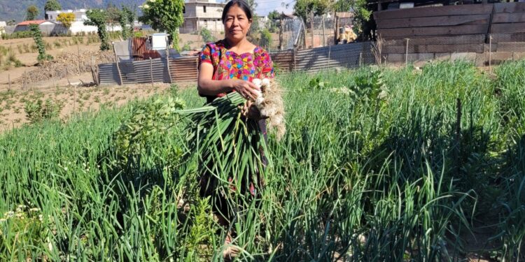 Productores de cebolla reciben semilla híbrida para sus siembras