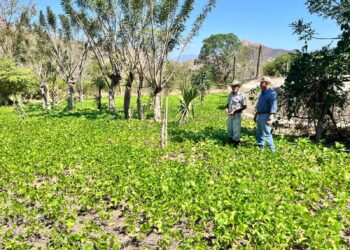 Promueven el desarrollo rural en Chiquimula por medio de asistencia técnica