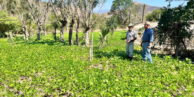 Promueven el desarrollo rural en Chiquimula por medio de asistencia técnica