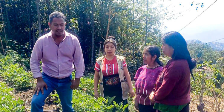 Reciben insumos y asistencia técnica para mejorar producción de papa