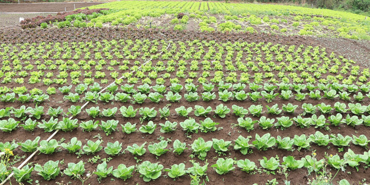 Recomendaciones para cuidar cultivos y animales por incendio