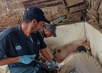 San Juan Comalapa libre de Peste Porcina