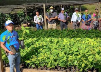 Trabajan para mejorar cosecha de cacao petenero