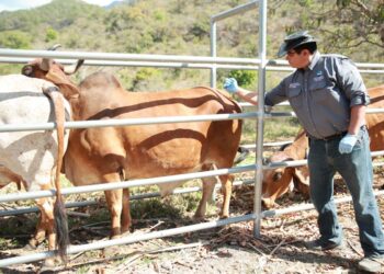 Un total de 5 mil dosis contra la rabia bovina serán aplicadas en Baja Verapaz