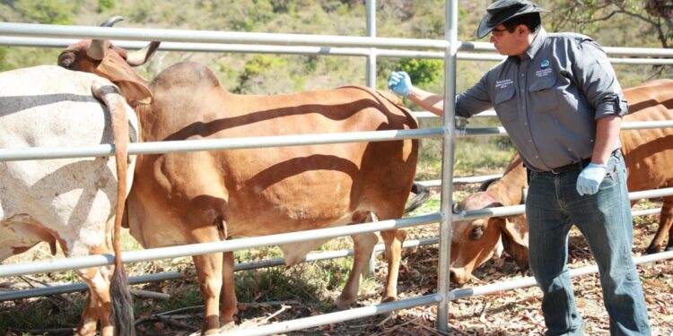 Un total de 5 mil dosis contra la rabia bovina serán aplicadas en Baja Verapaz