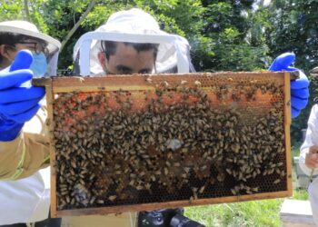 Guatemala busca incrementar la producción de miel