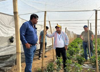 MAGA promueve nuevos mercados para pequeños productores agrícolas