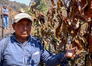 Incendio destruyó algunos cultivos de pequeños productores