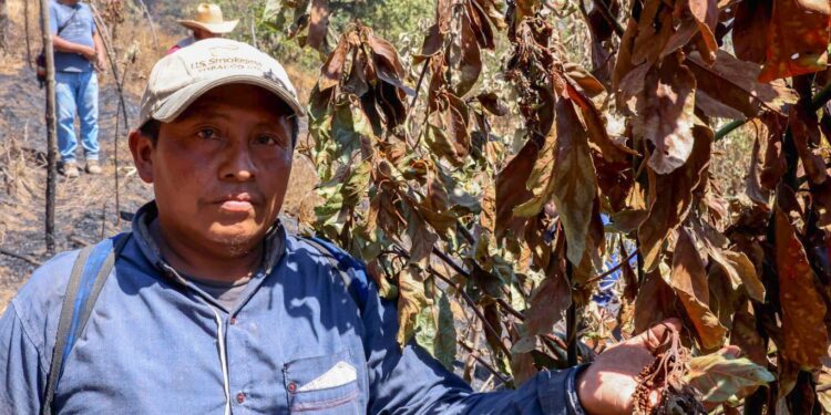 Incendio destruyó algunos cultivos de pequeños productores
