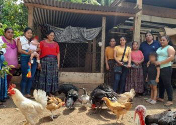 Promueven sistema sostenible de crianza de aves criollas