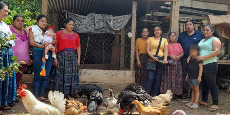 Promueven sistema sostenible de crianza de aves criollas