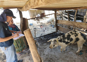 Realizan vigilancia porcina en Sumpango