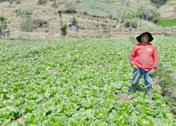 Agricultores de Almolonga, Quetzaltenango, reciben insumos para establecer parcelas de aprendizaje