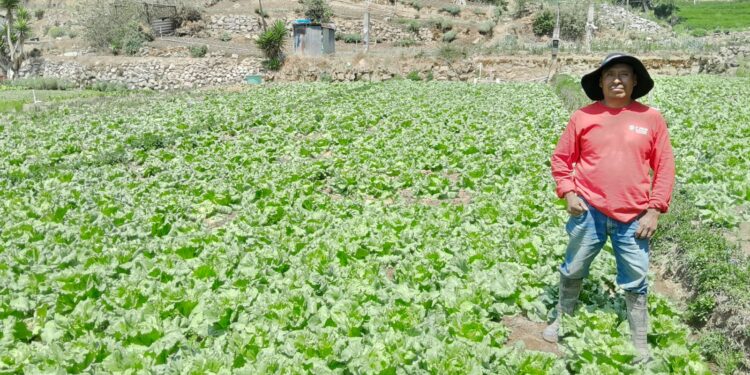 Agricultores de Almolonga, Quetzaltenango, reciben insumos para establecer parcelas de aprendizaje