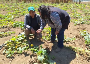 Agricultores de Sumpango reciben acompañamiento técnico postcosecha