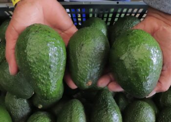 Aguacate Hass guatemalteco busca conquistar el paladar estadounidense