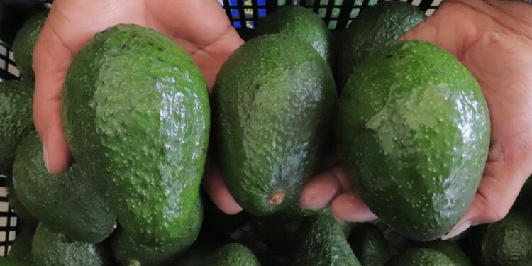 Aguacate Hass guatemalteco busca conquistar el paladar estadounidense
