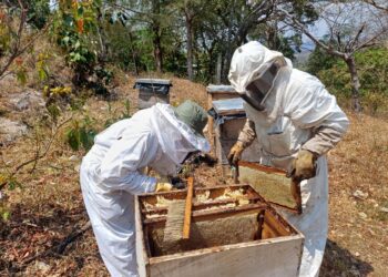 Apicultura crece en Chiquimula