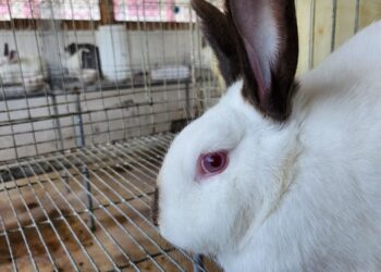 Aprenda de la crianza y manejo de conejos