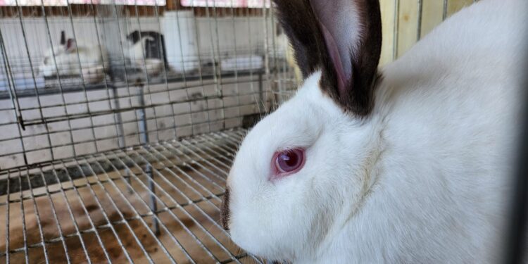 Aprenda de la crianza y manejo de conejos