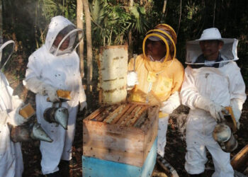 Capacitan a productores de miel en Petén