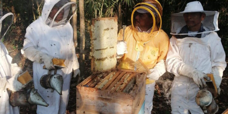 Capacitan a productores de miel en Petén