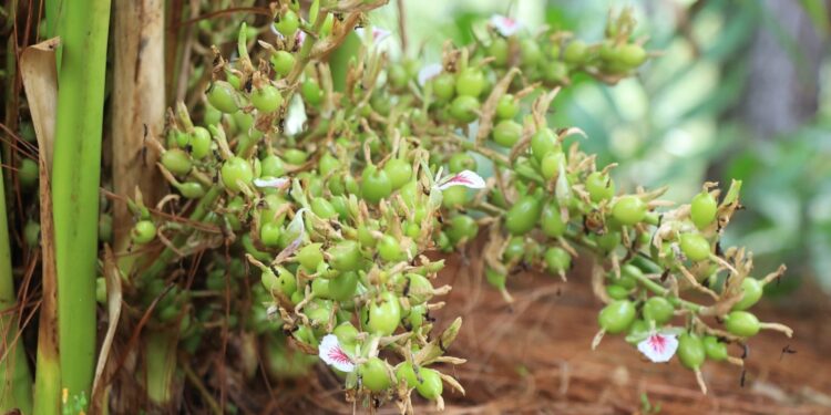 Cardamomo delicia aromática de Petén para el mundo