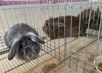 Conozca el proceso de reproducción adecuada de los conejos