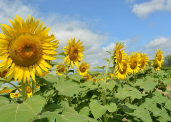 Cooperativa avanza convertirse en exportadora de flores
