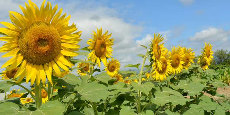 Cooperativa avanza convertirse en exportadora de flores