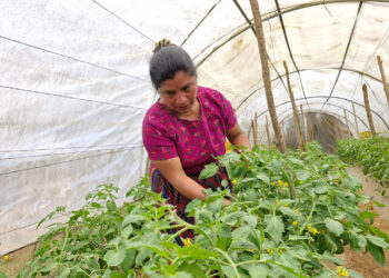 Diversifican cultivos para mejorar ingresos familiares