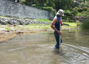 El tul oxigena al lago de Atitlán