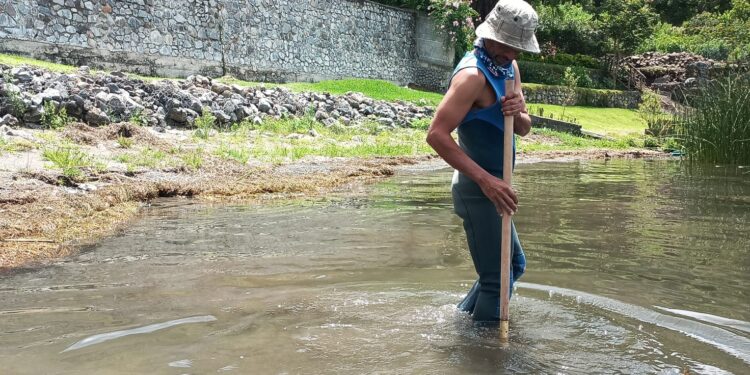El tul oxigena al lago de Atitlán