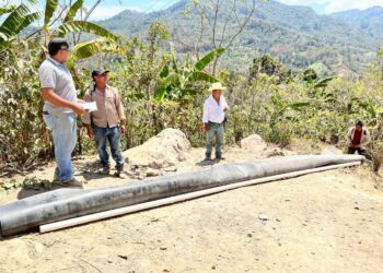 Elaboran estanques para el cultivo de tilapia