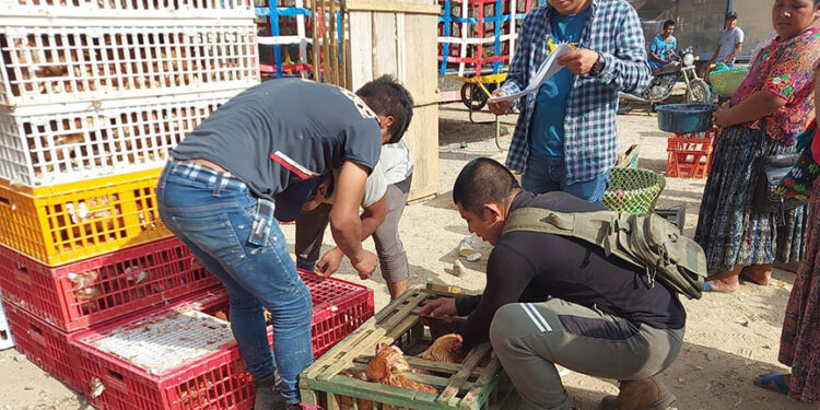 Entregan gallinas ponedoras y equipamiento avícola en Panzós