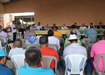 Erradicarán plaga de hormiga loca en Petén